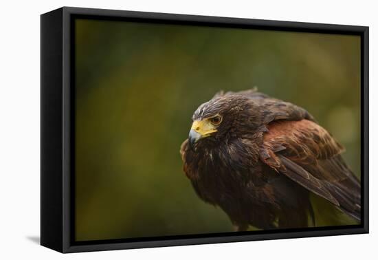 Harris Hawk, United Kingdom, Europe-Janette Hill-Framed Premier Image Canvas