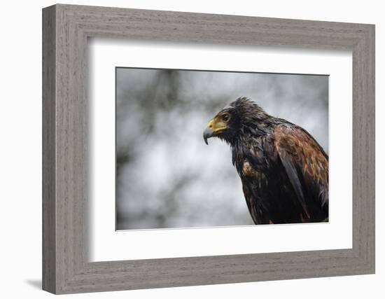 Harris Hawk, United Kingdom, Europe-Janette Hill-Framed Photographic Print