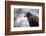 Harris Hawk, United Kingdom, Europe-Janette Hill-Framed Photographic Print