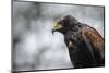 Harris Hawk, United Kingdom, Europe-Janette Hill-Mounted Photographic Print