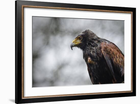 Harris Hawk, United Kingdom, Europe-Janette Hill-Framed Photographic Print