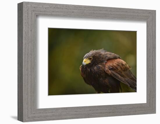 Harris Hawk, United Kingdom, Europe-Janette Hill-Framed Photographic Print