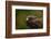 Harris Hawk, United Kingdom, Europe-Janette Hill-Framed Photographic Print