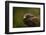 Harris Hawk, United Kingdom, Europe-Janette Hill-Framed Photographic Print