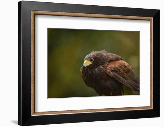 Harris Hawk, United Kingdom, Europe-Janette Hill-Framed Photographic Print