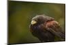 Harris Hawk, United Kingdom, Europe-Janette Hill-Mounted Photographic Print