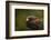 Harris Hawk, United Kingdom, Europe-Janette Hill-Framed Photographic Print