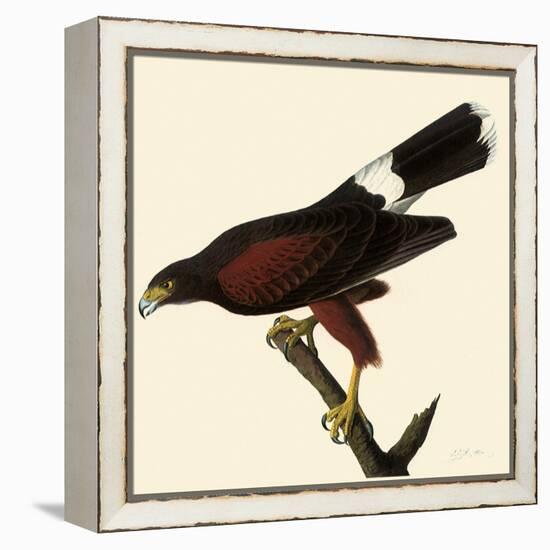 Harris' Hawk-John James Audubon-Framed Premier Image Canvas