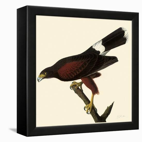 Harris' Hawk-John James Audubon-Framed Premier Image Canvas