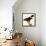 Harris' Hawk-John James Audubon-Framed Premier Image Canvas displayed on a wall