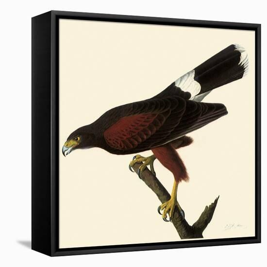 Harris' Hawk-John James Audubon-Framed Premier Image Canvas