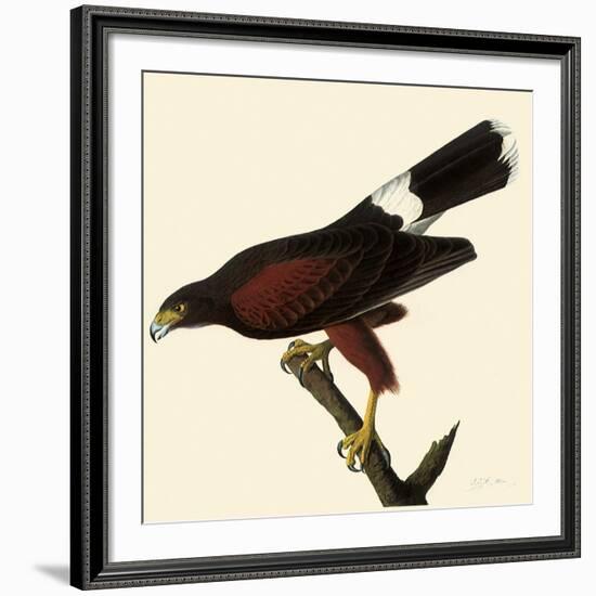 Harris' Hawk-John James Audubon-Framed Giclee Print