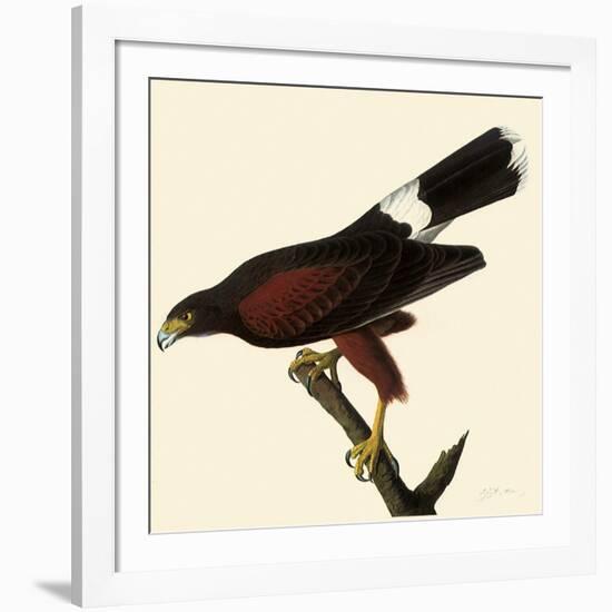 Harris' Hawk-John James Audubon-Framed Giclee Print