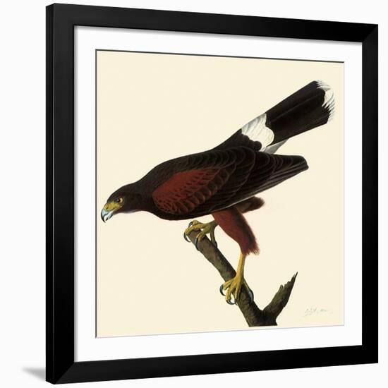 Harris' Hawk-John James Audubon-Framed Giclee Print