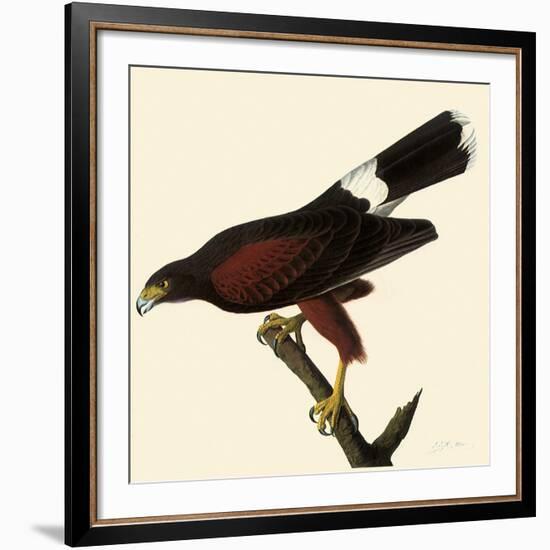 Harris' Hawk-John James Audubon-Framed Giclee Print