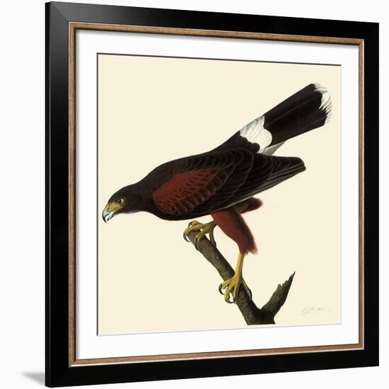 Harris' Hawk-John James Audubon-Framed Giclee Print