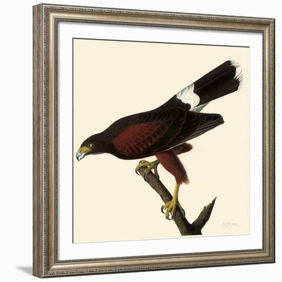 Harris' Hawk-John James Audubon-Framed Giclee Print