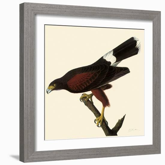 Harris' Hawk-John James Audubon-Framed Giclee Print