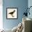 Harris' Hawk-John James Audubon-Framed Giclee Print displayed on a wall