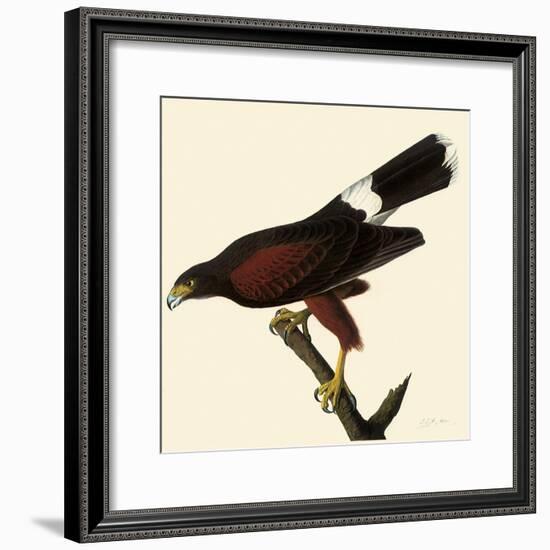 Harris' Hawk-John James Audubon-Framed Giclee Print