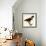 Harris' Hawk-John James Audubon-Framed Giclee Print displayed on a wall