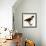 Harris' Hawk-John James Audubon-Framed Giclee Print displayed on a wall