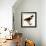 Harris' Hawk-John James Audubon-Framed Giclee Print displayed on a wall