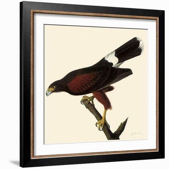 Harris' Hawk-John James Audubon-Framed Giclee Print