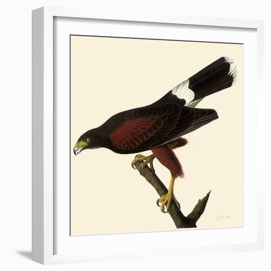 Harris' Hawk-John James Audubon-Framed Giclee Print