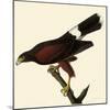Harris' Hawk-John James Audubon-Mounted Giclee Print