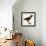 Harris' Hawk-John James Audubon-Framed Giclee Print displayed on a wall