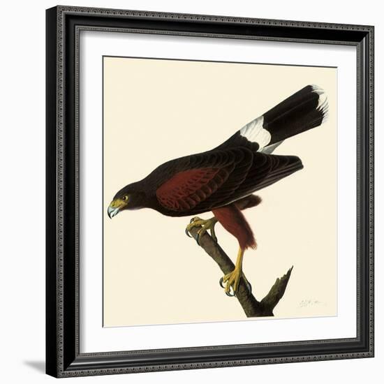 Harris' Hawk-John James Audubon-Framed Giclee Print