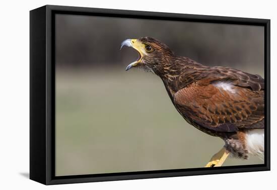Harris's Hawk, Parabuteo Unicinctus, calling.,-Larry Ditto-Framed Premier Image Canvas