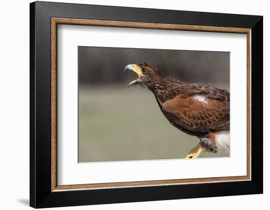 Harris's Hawk, Parabuteo Unicinctus, calling.,-Larry Ditto-Framed Photographic Print