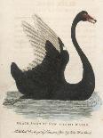 The Black Swan of New South Wales-Harrison Cluse-Mounted Photographic Print