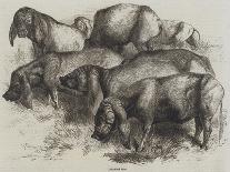 Prize Cattle from the Royal Agricultural Society's Show at Warwick-Harrison William Weir-Framed Giclee Print