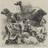 The Birmingham Dog Show, Prize Dogs-Harrison William Weir-Giclee Print