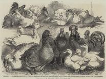 Peacock (Chromolitho)-Harrison William Weir-Giclee Print