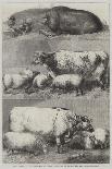 Prize Cattle at the Smithfield Club Cattle Show-Harrison William Weir-Giclee Print