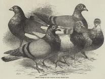 A Brood of Partridges-Harrison William Weir-Giclee Print