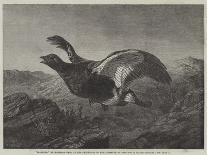 Peacock (Chromolitho)-Harrison William Weir-Giclee Print