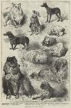 National Exhibition of Dogs at Birmingham-Harrison William Weir-Giclee Print