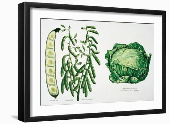 Harrisons' Emperor Bean and Harrisons' Improved Drumhead Ox Cabbage-null-Framed Giclee Print