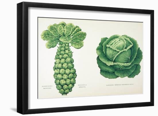Harrisons' Improved Brussel Sprouts and Harrisons' Improved Drumhead Savoy-null-Framed Giclee Print