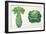 Harrisons' Improved Brussel Sprouts and Harrisons' Improved Drumhead Savoy-null-Framed Giclee Print