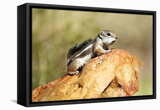 Harriss Antelope Squirrel Is a Rodent Found in Arizona and New Mexico-Richard Wright-Framed Premier Image Canvas