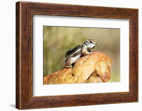 Harriss Antelope Squirrel Is a Rodent Found in Arizona and New Mexico-Richard Wright-Framed Photographic Print