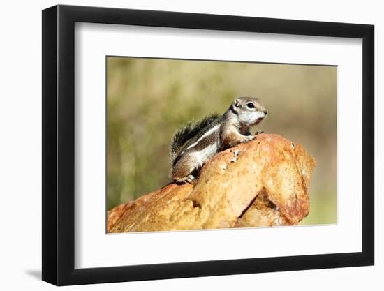 Harriss Antelope Squirrel Is a Rodent Found in Arizona and New Mexico-Richard Wright-Framed Photographic Print