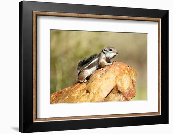 Harriss Antelope Squirrel Is a Rodent Found in Arizona and New Mexico-Richard Wright-Framed Photographic Print