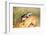 Harriss Antelope Squirrel Is a Rodent Found in Arizona and New Mexico-Richard Wright-Framed Photographic Print